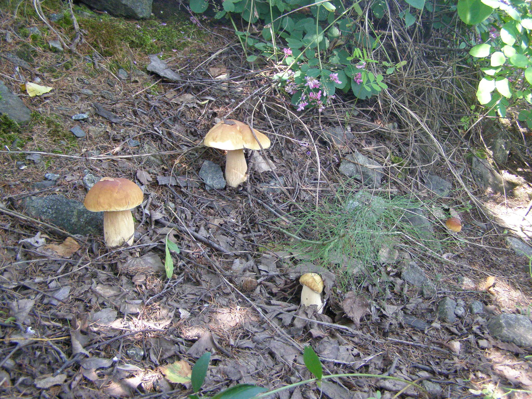 Белый гриб в Амурской области