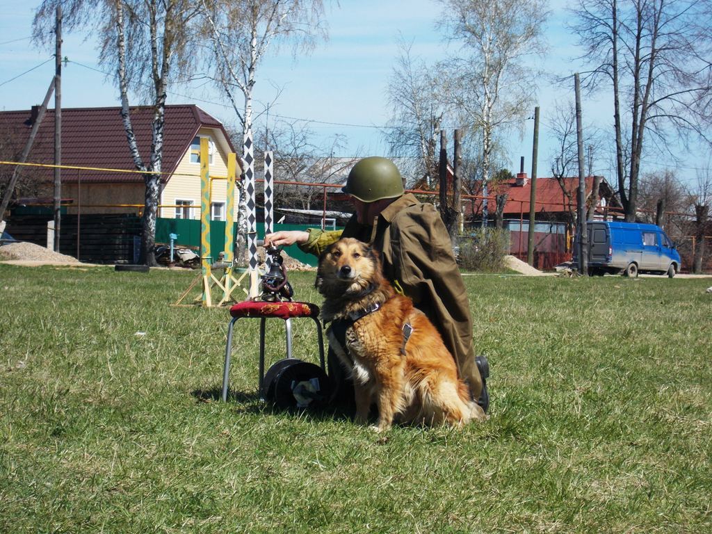 Собаки связисты фото