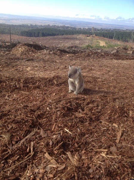 Люди... нет слов.
Коала вернулась к месту своего дома, но не нашла его. 
Рабочий заметил коалу, сидящую неподвижно на верхушке кучи древесных опилок более часа.