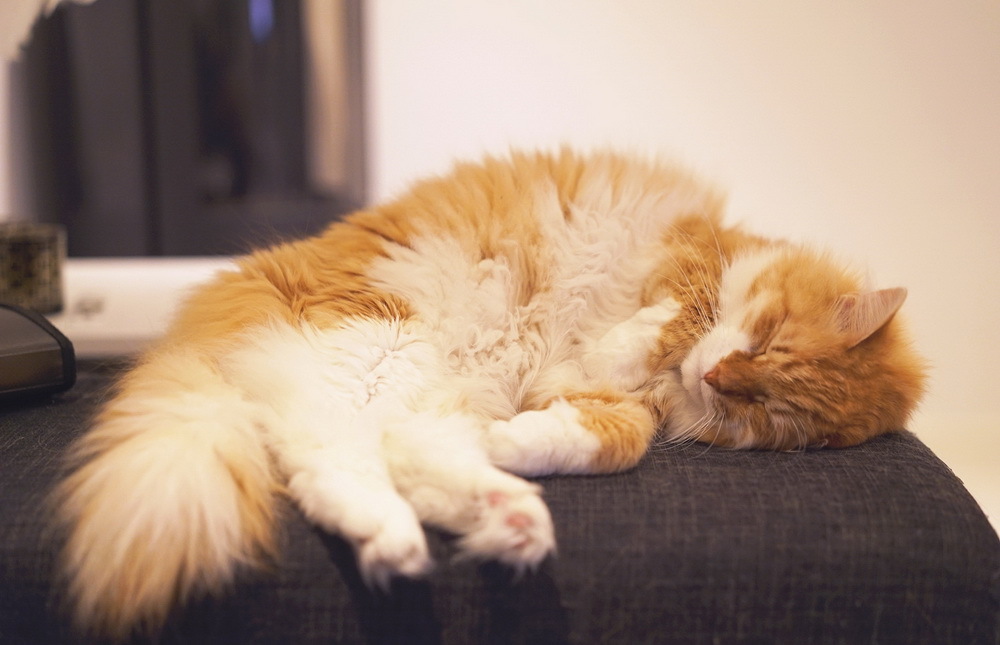 Пушистые котята спят. Бело-рыжий пушистый кот. Спящий пушистый кот. Кот Пушок рыжий.