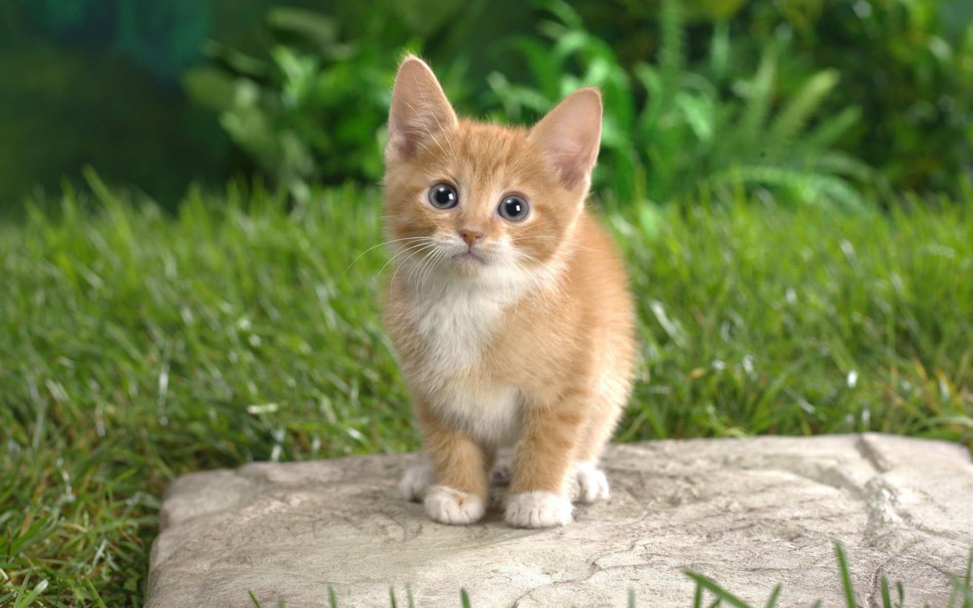 Маленькие котики картинки
