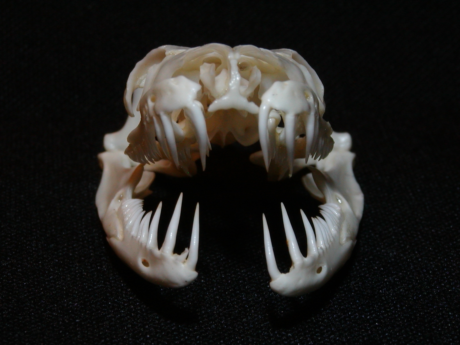 Челюсть рептилий. Chilabothrus angulifer. Гадюка строение челюсти. Череп собакоголового удава.