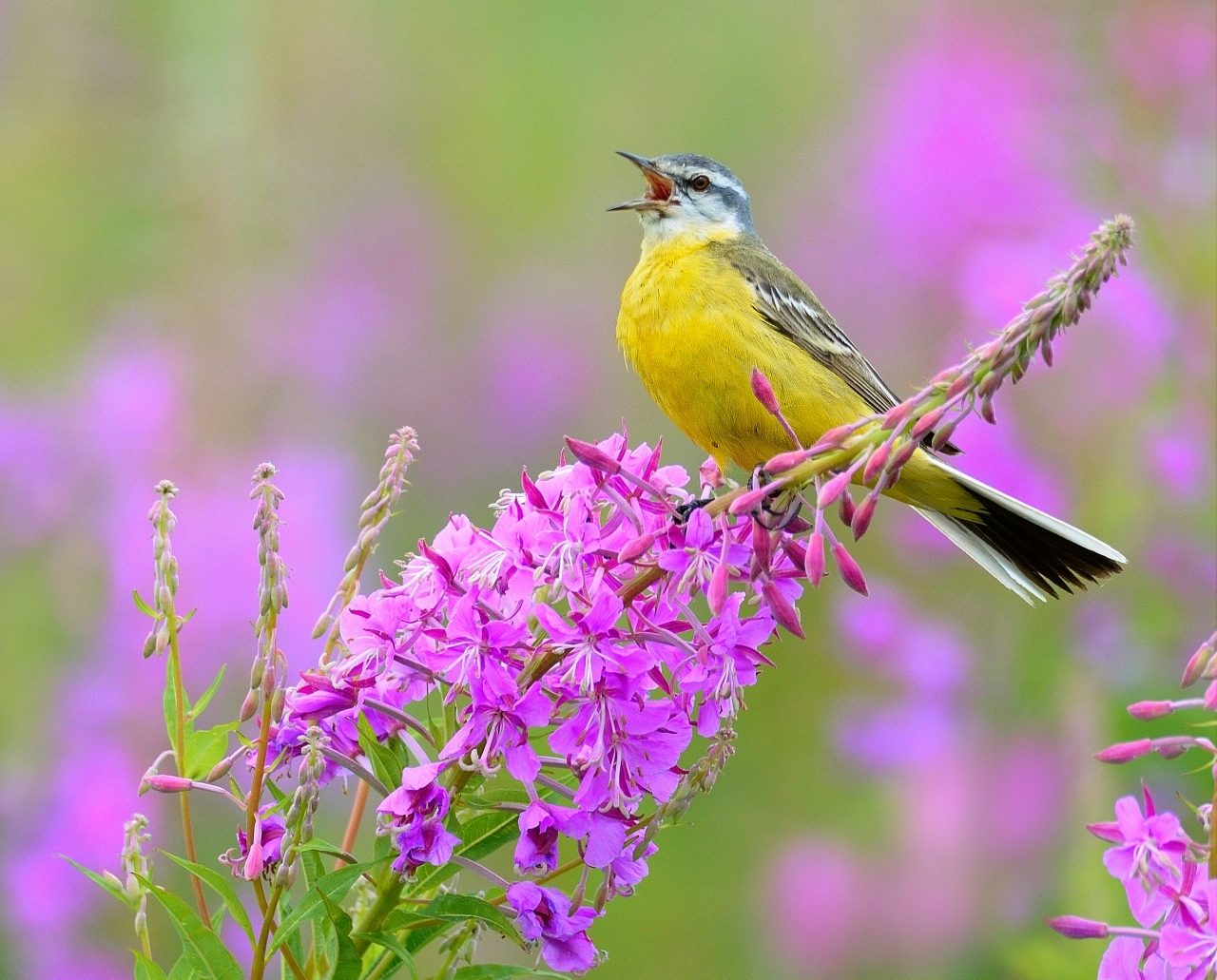 Музыка птички поют. Летние птицы. Красивые птицы.