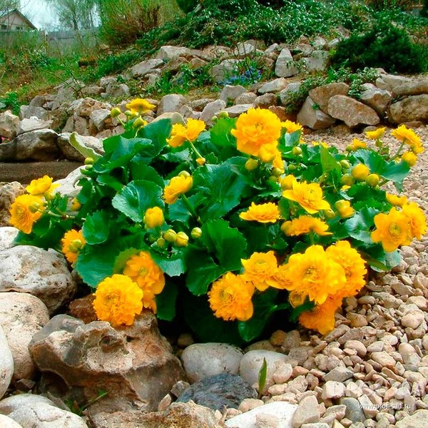Многолетний садовый цветок Калужница (Caltha)