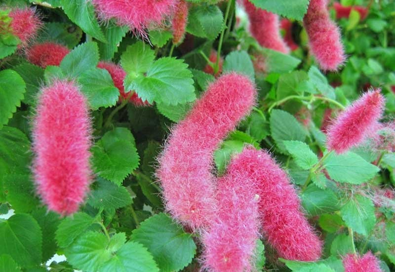 Chi Cỏ tai tượng - Wikipedia tiếng Việt
