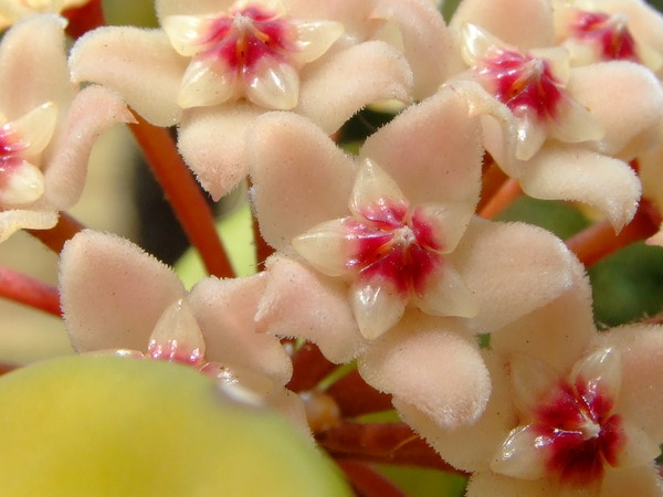 Хойя, Восковой плющ
Hoya 
Семейство: Ластовневые (Asclepiadaceae) 
Происхождение: Азия (Китай, Индия), Австралия 

Названа в честь английского садовода Т. Хоя 

