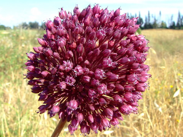 Лук жемчужный, Лук виноградный
Allium ampeloprasum
Семейство: Луковые / Лилейные / Гиацинтовые (Alliaceae / Liliaceae / Hyacinthaceae)
Происхождение: Средиземноморье

Существуют две версии происхождения названия рода. Одни исследователи считают, что род обязан своим названием чесноку: в Древнем Риме чеснок называли Allium. Другие связывают происхождение этого родового названия с кельтским словом all - жгучий.  
