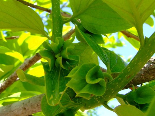 Хурма восточная, Персимон, Хурма
Diospyros kaki
Семейство: Эбеновые (Ebenaceae)
Происхождение: Азия (Китай)

Родовое название культуры "диоспирос" переводится с латыни как "пища богов 

Из  Китая персимон распространился в Восточной Азии, затем начал выращиваться в Японии. И только в конце XIX века о хурме узнал весь мир

 Пищевых волокон в хурме в два раза больше, чем в яблоках, а, кроме того, она содержит больше натрия, калия, магния, кальция, марганца и железа. Хурма – замечательное природное средство для подержания здоровья сердечно-сосудистой системы. Для профилактики атеросклероза достаточно ежедневно съедать 100 грамм плодов.
Удивительное дерево известно не только ягодами (хурма – это ягода), но и своей древесиной! Именно его во всем мире называют  «Черным деревом»
