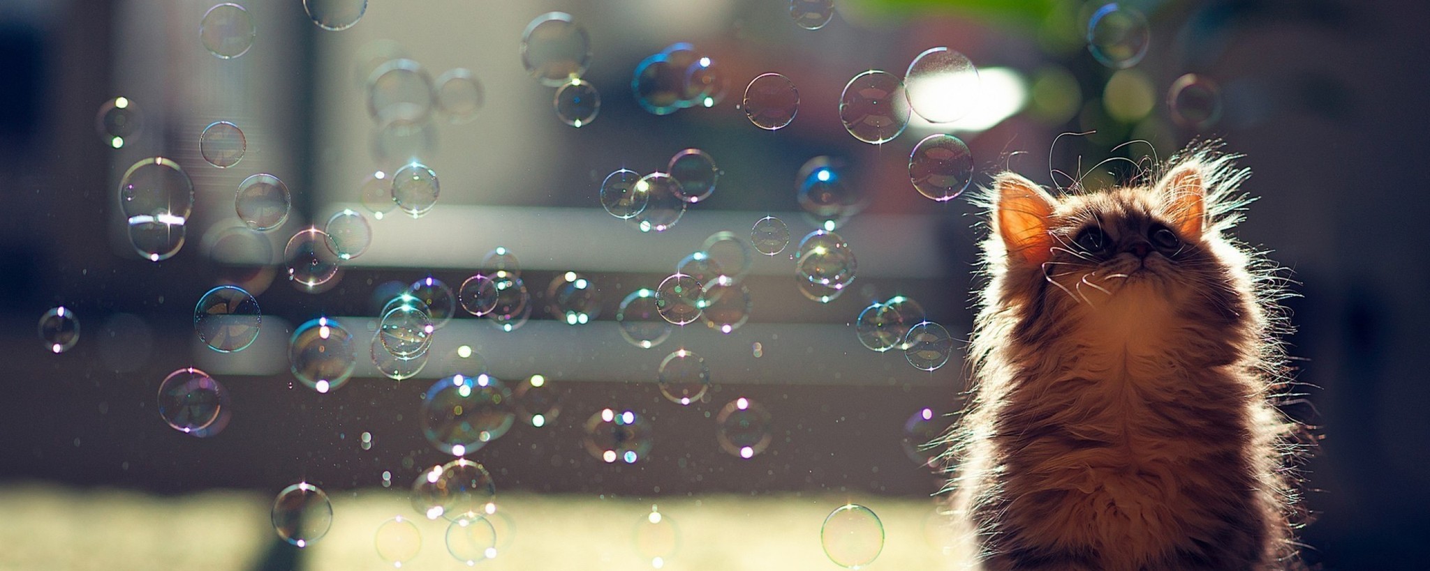 Котенок и мыльные пузыри